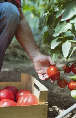 frische Tomaten werden direkt vom Strauch gepflückt