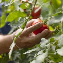 Tomaten werden frisch gepflückt